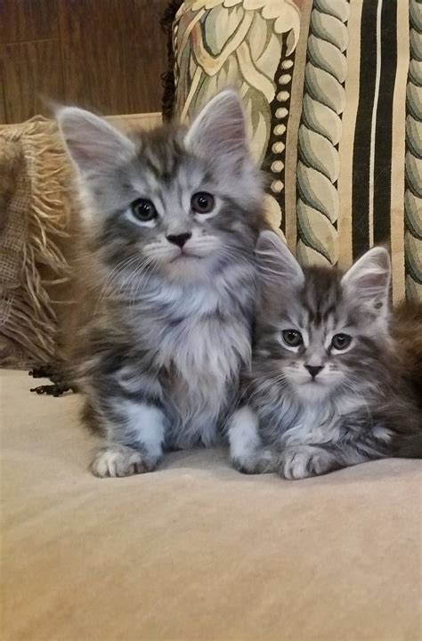 Buy, sell and adopt puppies, dogs, kittens, cats and other pets near you. Maine Coon Kittens For Sale Near Me - Idalias Salon