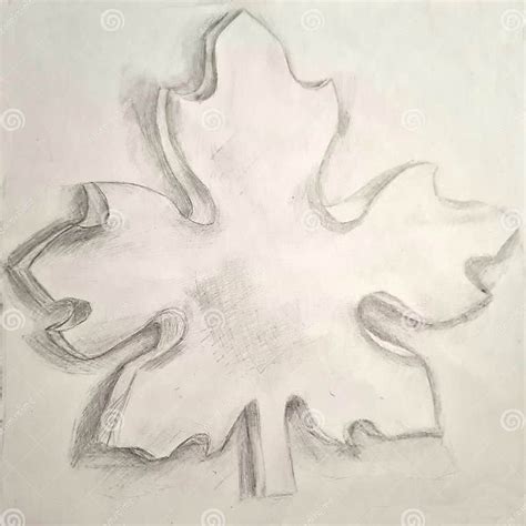 Maple Leaf Pencil Sketch Three Dimensional Drawing Stock Illustration