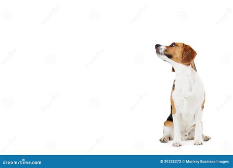 Studio Portrait Of Beagle Dog Against White Backgr Stock Photo Image