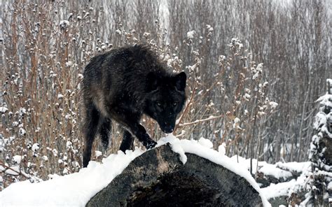 Black Wolf On Snow Black Wolf Wolf Wallpaper Grey Wolf Photography