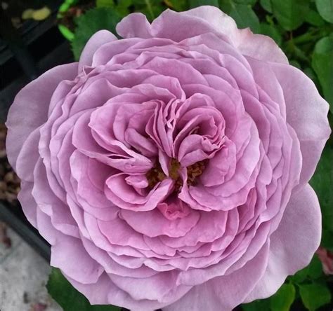 °rosa° Lavender Ice Floribunda Rose No Rain