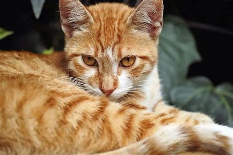 Popular Orange Cat Breeds And Tabbys Purrfectcatbreeds