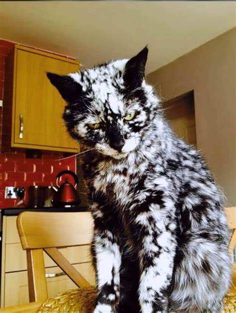 27 Unique Cat Markings That Look So Good You Think Theyre