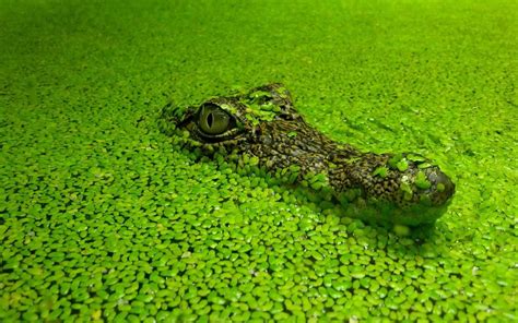 Vertebrate Animal Body Part One Animal Crocodile Crocodiles Green