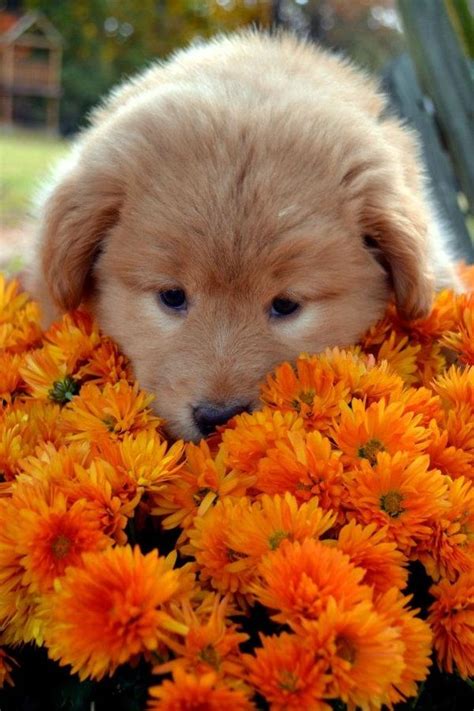 Yum, these mums smell really good. | Puppy flowers ...