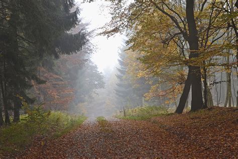 Wallpaper Autumn Sun Mist Fog Forest Germany Deutschland Nikon