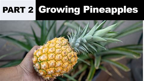 How To And Tips In Growing Pineapples