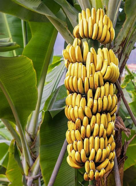 Bananier Avec Un Groupe De Bananes Mûres Image Stock Image Du Fruits