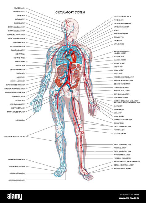 Etichettati Diagramma Che Mostra I Dettagli Del Corpo Umano Il Sistema