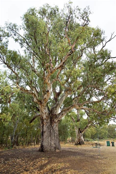Giant Red Gum Tree Stock Image Image Of Eucalyptus 262414959