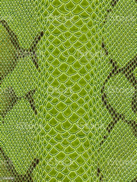 Green Snake Skin Texture Background Stock Photo Download Image Now