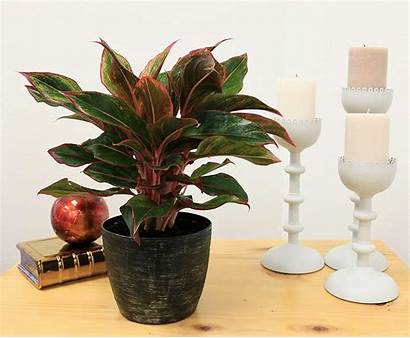 Indoor Plants Plant Include Must Collections Biology