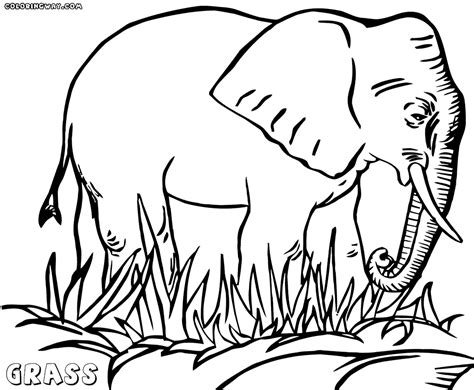 Leaves top out around 4 to 6 feet. Lawn Coloring Pages
