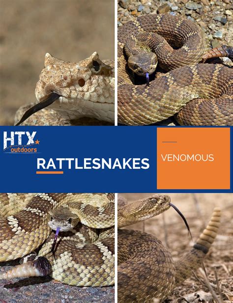 Texas Snake Identification Chart Online