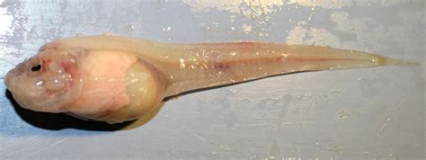 Ikan gabus atau channa atau juga snakehead ini mempunyai penggemar yang banyak. Ini Ikan Yang Hidup Di Laut Paling Dalam, Nampak Je Macam ...