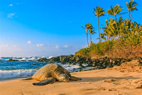 Epic North Shore Oahu Beaches Hawaii Travel Spot