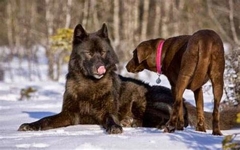Handsome Black Wolf And Cautious Enquirer The Difference In Size