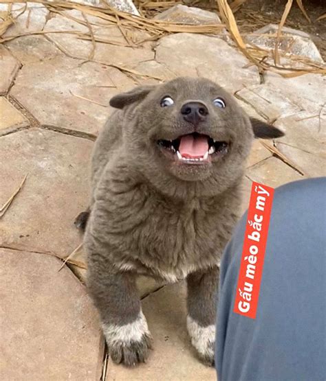 Hmong docked tail is one of 4 national dogs that are listed by vka (vietnam kennel association). People Are Saying This Puppy Is A Hybrid Between A Cat And ...