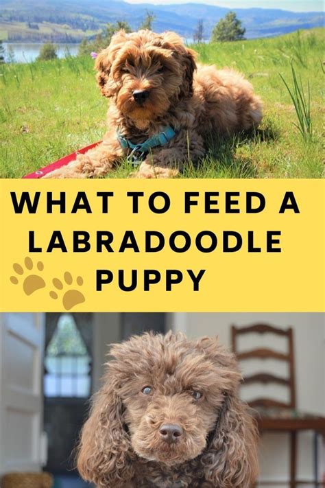 What Should I Feed My Labradoodle Puppy Come Find Out