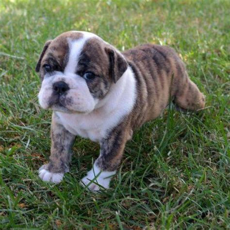 Looking for a pug puppy or dog in oregon? Adorable AKC English Bulldog Puppies M&F 4 weeks old for Sale in Rogue River, Oregon Classified ...