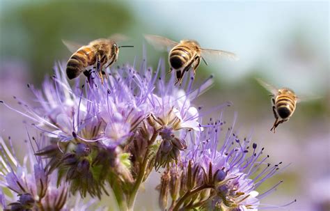 Comment détruire un nid d abeilles Maisonea