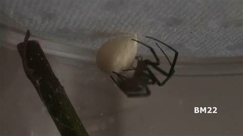 Black Widow Spider Laying An Egg Sack Spider Infestation Youtube