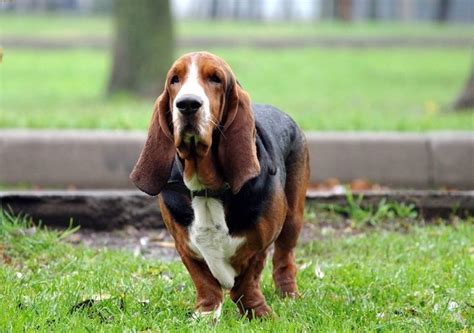 3 Most Reputable Basset Hound Breeders To Visit Near Me