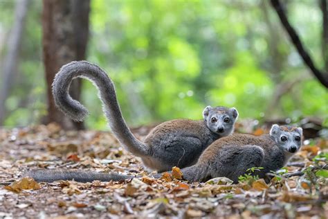 Two Female Crowned Lemurs In Forest Madgascar Photograph By Bernard