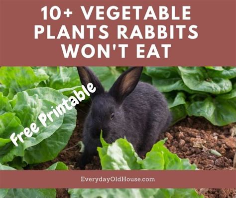 List Of 10 Vegetable Plants Rabbits Wont Eat From Your Garden Free