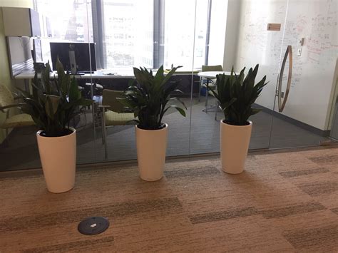 Interior Office Plant Service By Plantscape Designs Inc Partners With