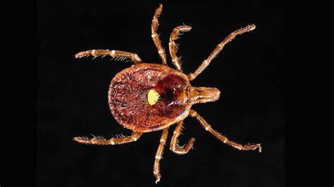 Lone Star Tick Diseases And The Symptoms To Know Per An Expert Lupon