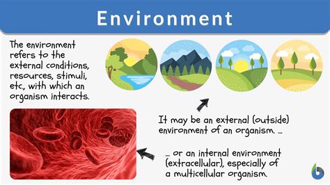 Environment Definition And Examples Biology Online Dictionary