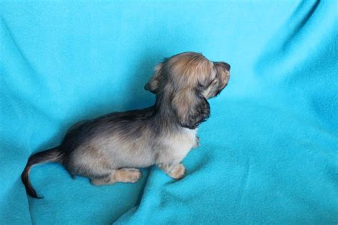 My goal is to be a responsible breeder, raising the best quality dachshund puppies i can, plannin. AKC miniature dachshund puppies for sale - Texas Country ...