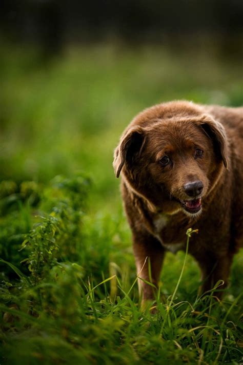 The Worlds Oldest Dog Is Turning 31 Heres What The Owner Says Helped