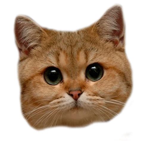 El Gato Png