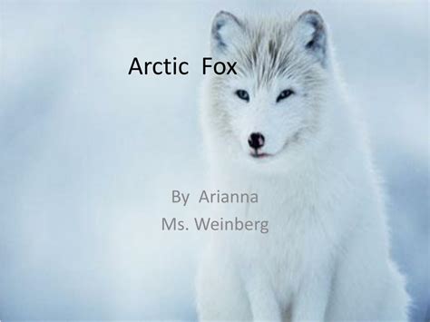 Ppt Arctic Fox Powerpoint Presentation Free Download Id4919378