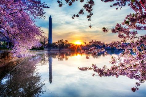 Virginia National Cherry Blossom Festival Activities Visit Fairfax