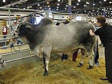 In their study published in plos genetics. Brahman cattle - Wikipedia