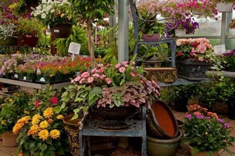 Container Gardening Rohrs Nursery