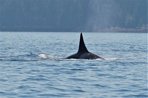 Orcas Vancouver Island Homalco Wildlife And Cultural Tours