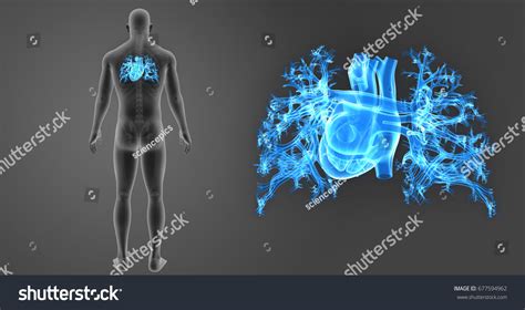 Human Heart Posterior View d Illustration ilustrações stock Shutterstock