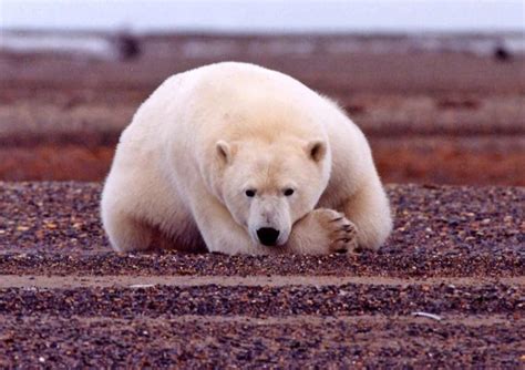 Free Picture Polar Bear Resting Alert Ursus Maritimus