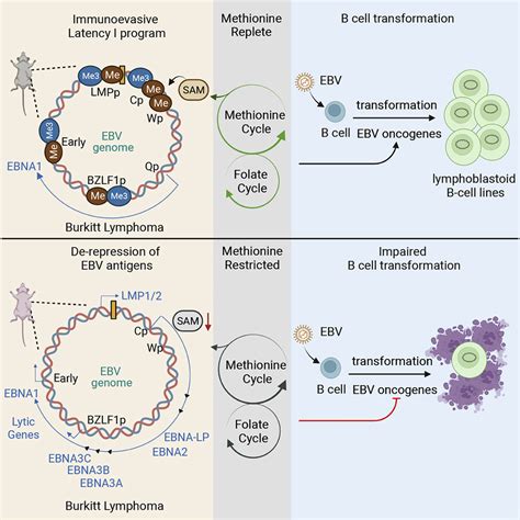 Methionine Metabolism Controls The B Cell Ebv Epigenome And Viral