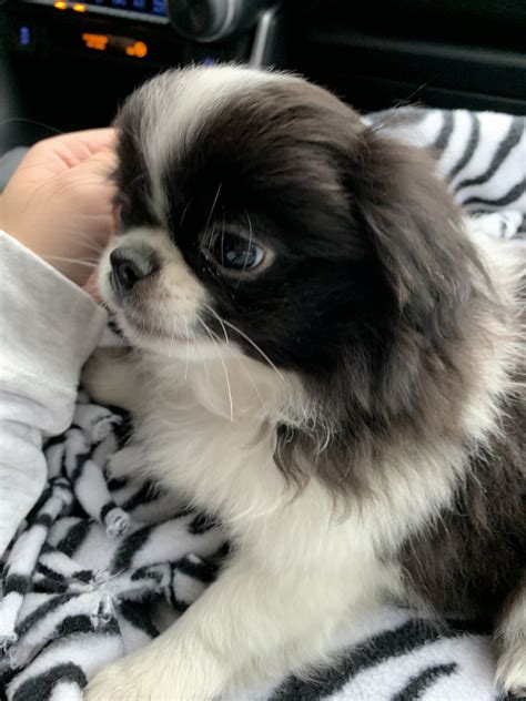 Japanese Chin Puppies For Sale Rocky Hill Ct 312774
