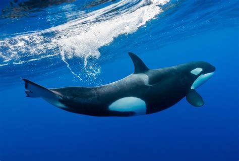 Pacific Killer Whales Are Dying — New Research Shows Why