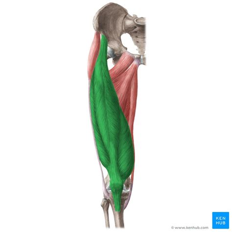 Quadriceps Femoris Muscle Anatomy Innervation Function Kenhub