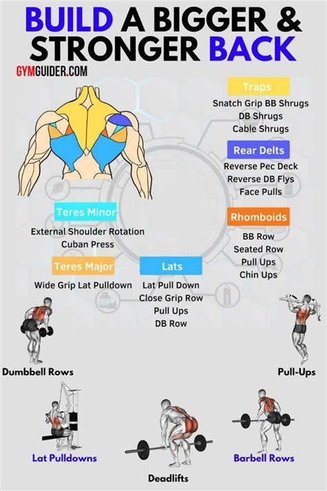 Like All Muscles In Your Body You Can Perform Back Exercises Up To