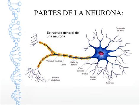 Partes De La Neurona Cursos Online Web