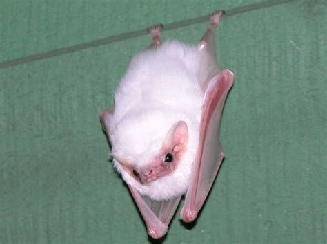 Northern Ghost Bats Are Grumpy Cotton Balls Albino Animals Rare