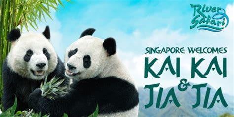 Jia Jia Kai Kai Giant Pandas Arrive At Singapore Zoo Poidevin Howly1968
